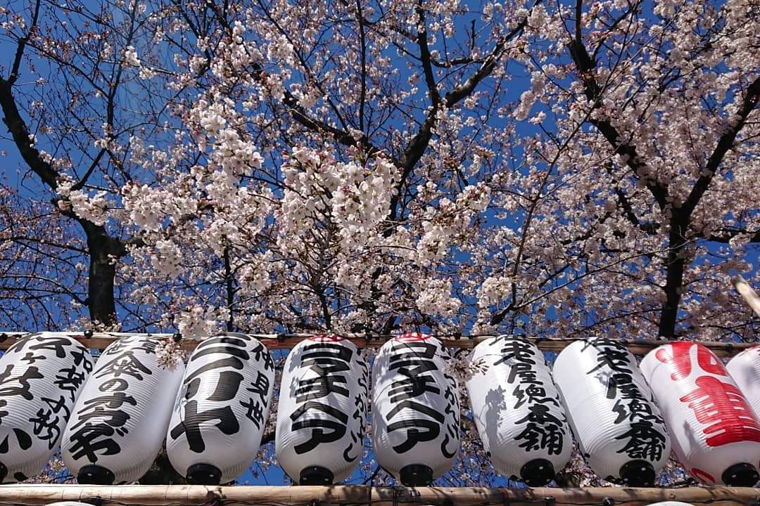 先週末から仲見世 浅草寺 浅草神社の桜 が見頃を迎えてますが ようやく晴れたので コマチヘア